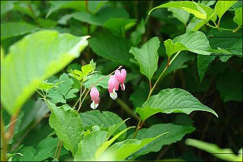 꽃을 보면 아이들 생각이 납니다. 